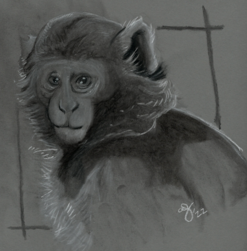 Portrait of a Macaque done in charcoal.