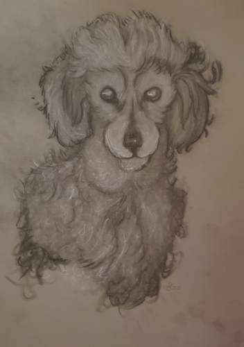 Pet Portrait done in Charcoal. 