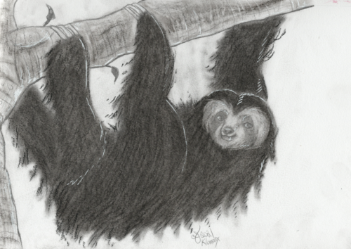 Sloth Commission
